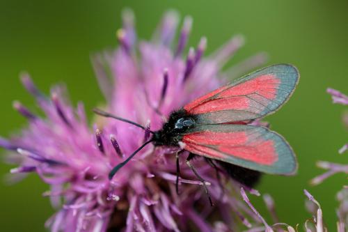 Réf. 215 033 : Zygaena sp.