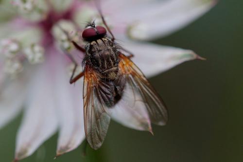 Mydaea urbana