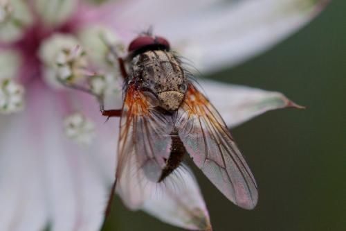 Mydaea urbana