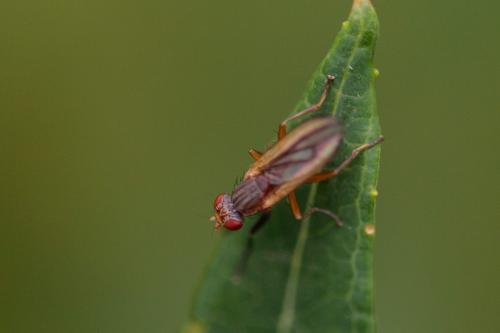Réf. 215 230 : Pherbellia albocostata