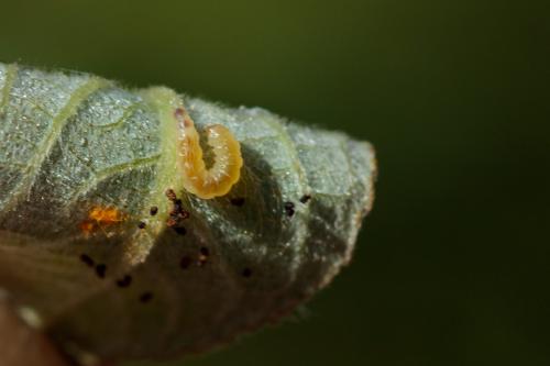 Caloptilia stigmatella