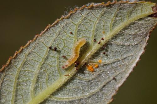 Réf. 215 306 : Caloptilia stigmatella