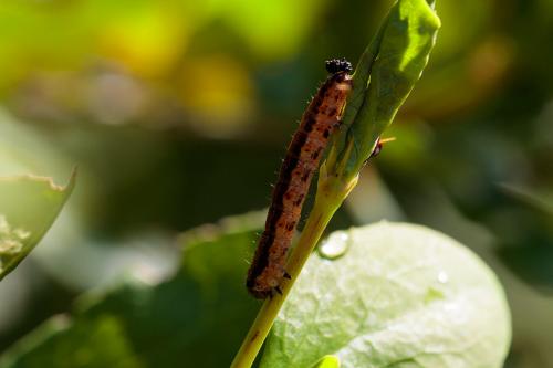 Hydria cervinalis