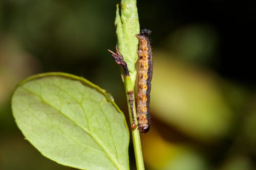 Hydria cervinalis