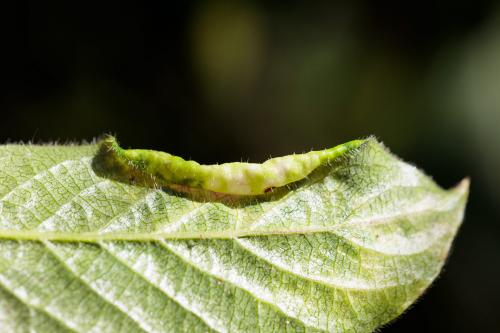 Hyadaphis foeniculi