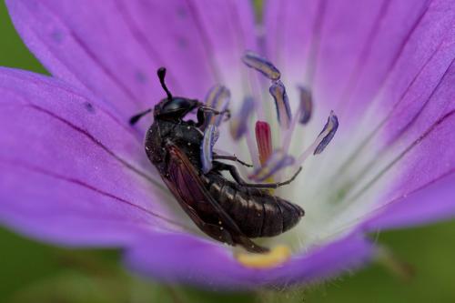 Corynis obscura