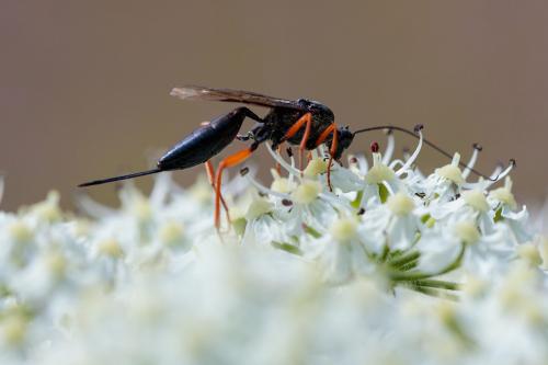 Buathra sp.