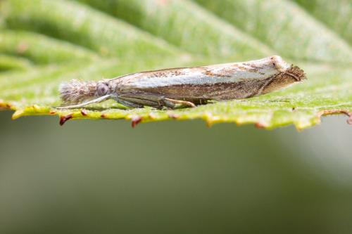 Réf. 215 519 : Platytes alpinella