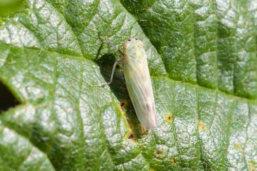 Réf. 215 445 : Sagatus punctifrons