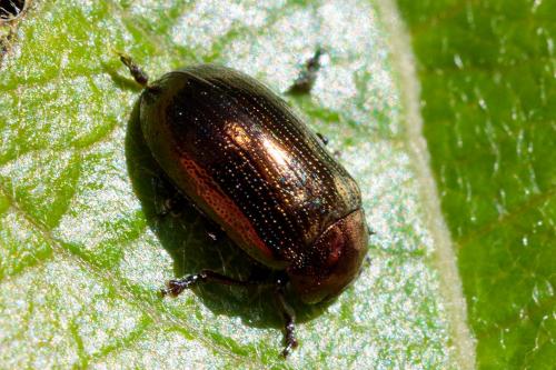 Phratora sp.