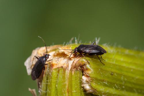 Réf. 215 480 : Plagiognathus arbustorum