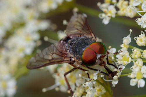 Philipomyia sp.
