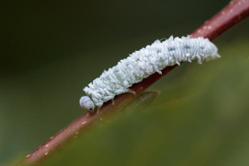 Réf. 215 487 : Eriocampa ovata