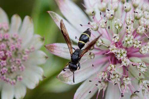 Réf. 215 496 : Symmorphus allobrogus