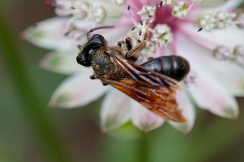 Réf. 215 497 : Andrena sp.