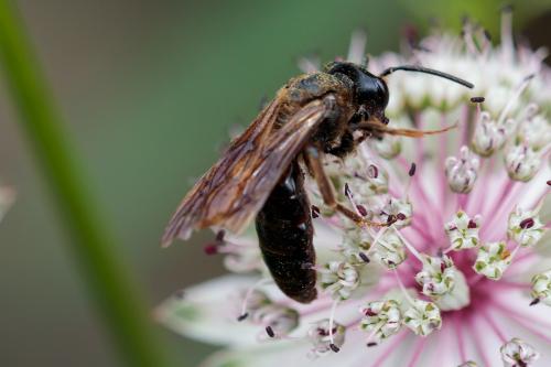 Réf. 215 498 : Andrena sp.
