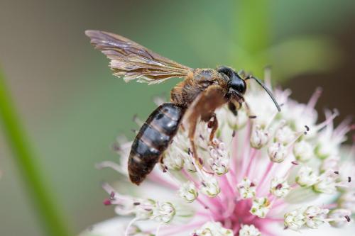 Réf. 215 499 : Andrena sp.