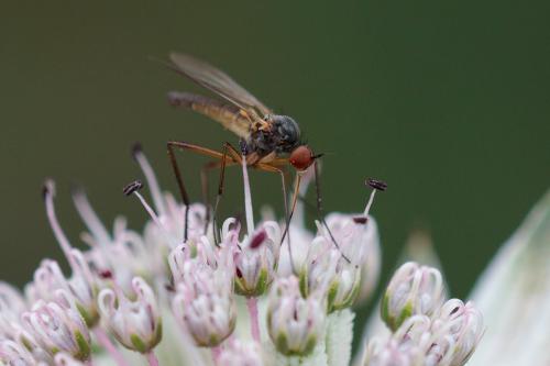 Rhamphomyia sp.