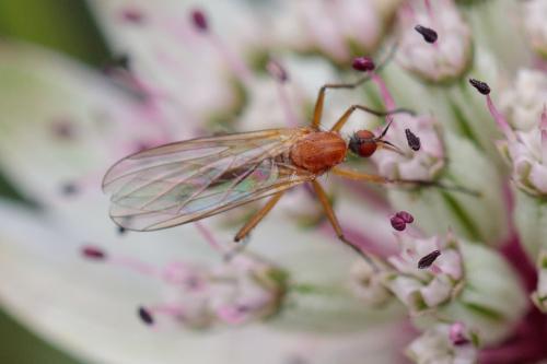 Réf. 215 527 : Rhamphomyia flava