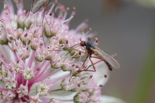Rhamphomyia sp.