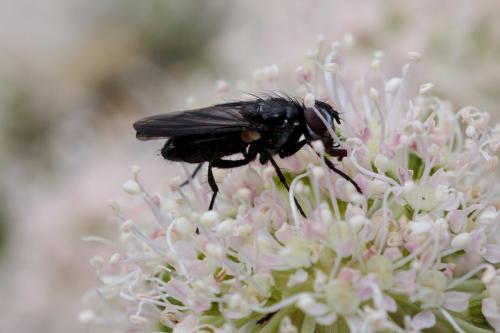 Réf. 215 644 : Nyctia halterata