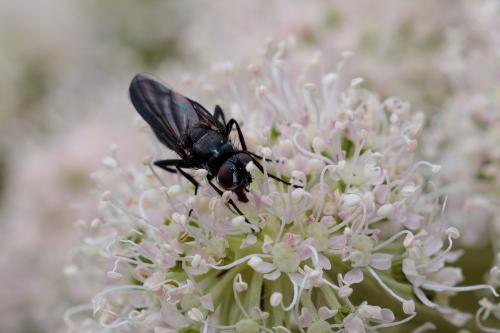 Réf. 215 645 : Nyctia halterata