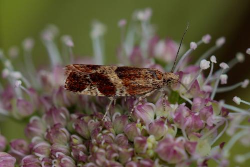Epinotia cruciana