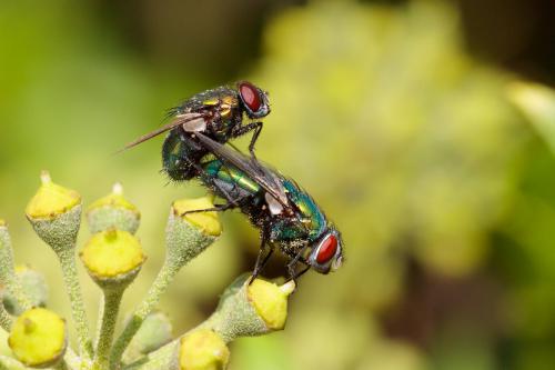 Lucilia sericata