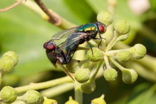 Lucilia sericata
