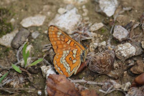 Réf. 215 938 : Euphydryas maturna