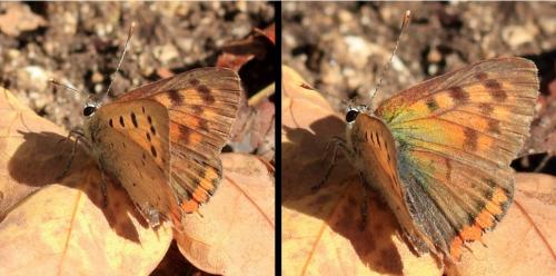 Réf. 215 791 : Lycaena phlaeas