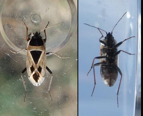 Réf. 215 292 : Xanthochilus saturnius
