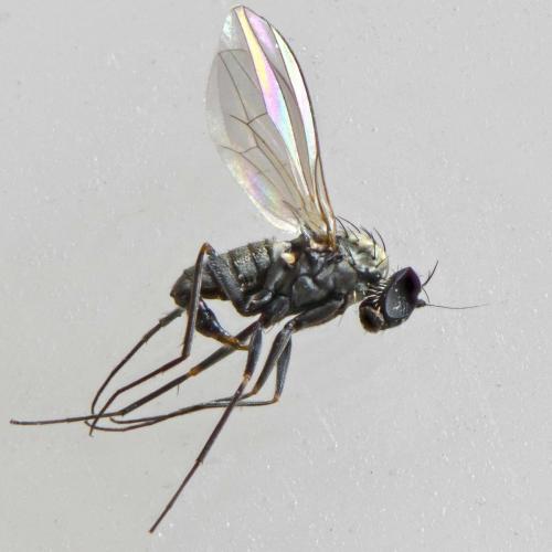 Medetera sp.