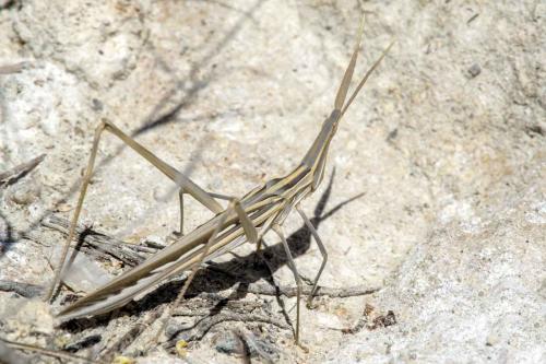 Truxalis nasuta
