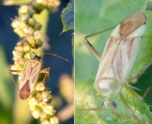 Réf. 215 507 : Adelphocoris quadripunctatus