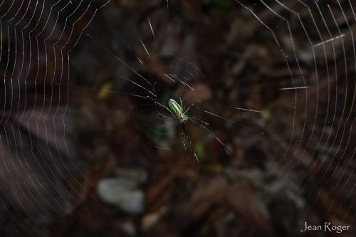 Leucauge sp.