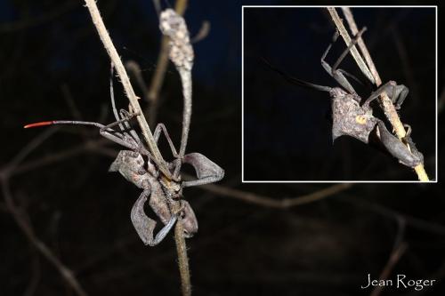 Anoplocnemis sp.