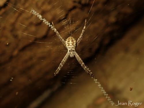 Argiope sp.
