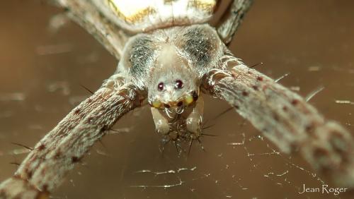 Réf. 215 981 : Argiope sp.