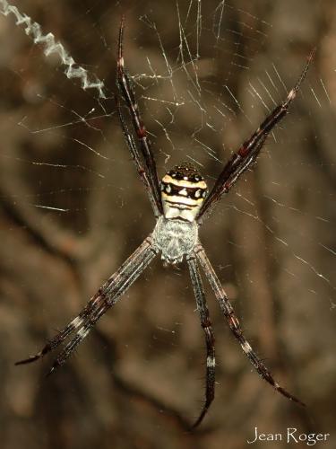 Argiope caledonia
