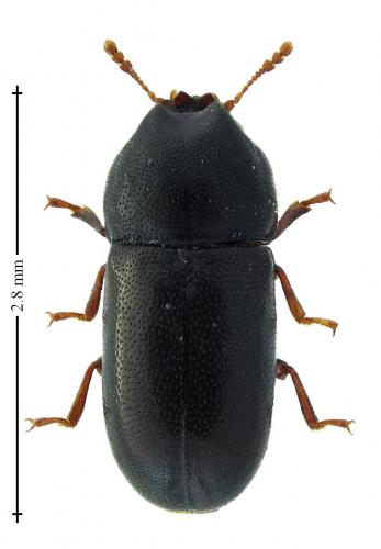 Cis bidentatus