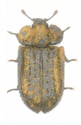 Réf. 215 690 : Calitys scabra