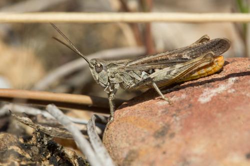 Réf. 215 988 : Chorthippus brunneus brunneus