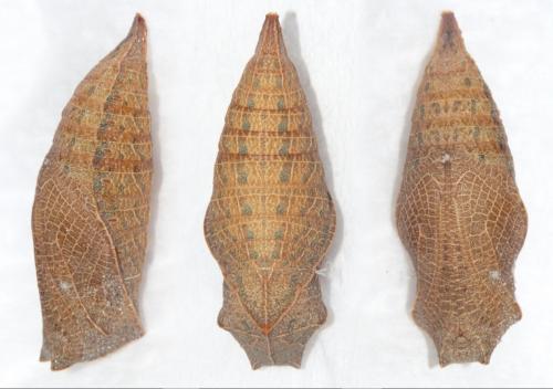 Réf. 215 537 : Iphiclides podalirius