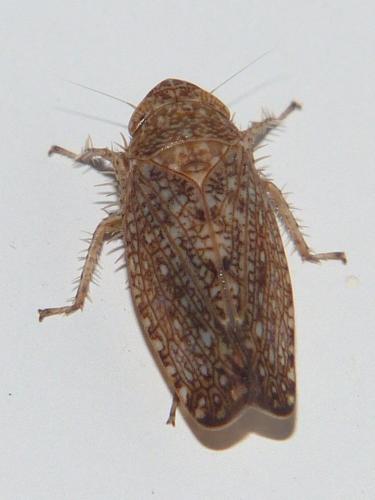Phlepsius intricatus