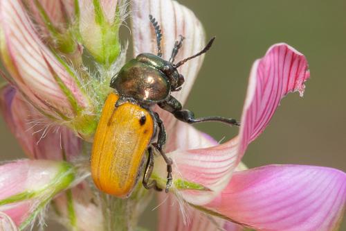 Réf. 215 772 : Labidostomis sp.