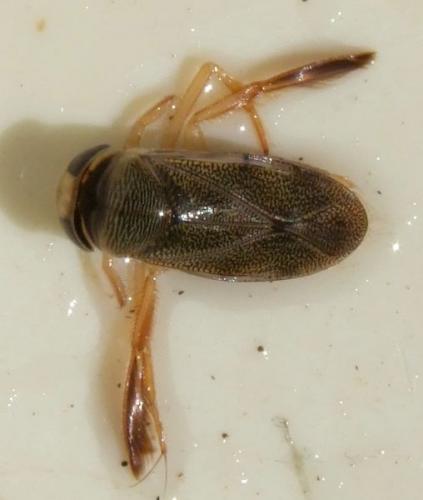 Corixa punctata