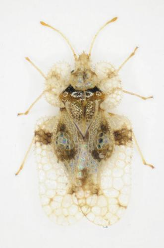 Réf. 215 421 : Corythucha arcuata