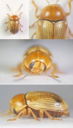 Cryptocephalus sp.