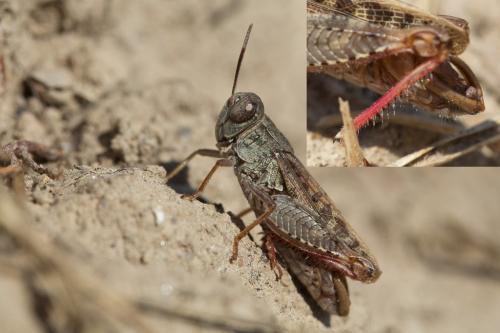 Calliptamus barbarus barbarus